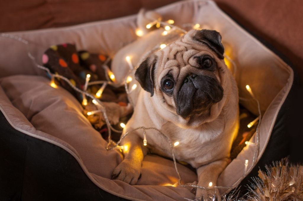 pug tangled in Christmas lights